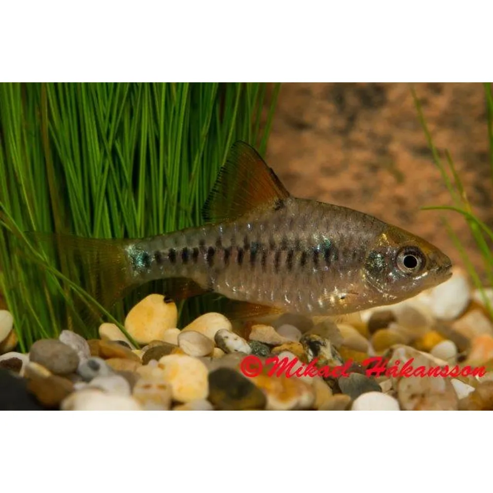 Nätbarb (Oliotius oligolepis)