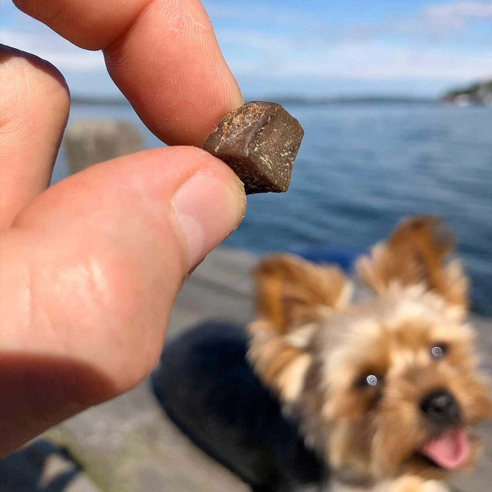 Leversnittar hundgodis levergodis till hundträning svenska råvaror från TassaFritt