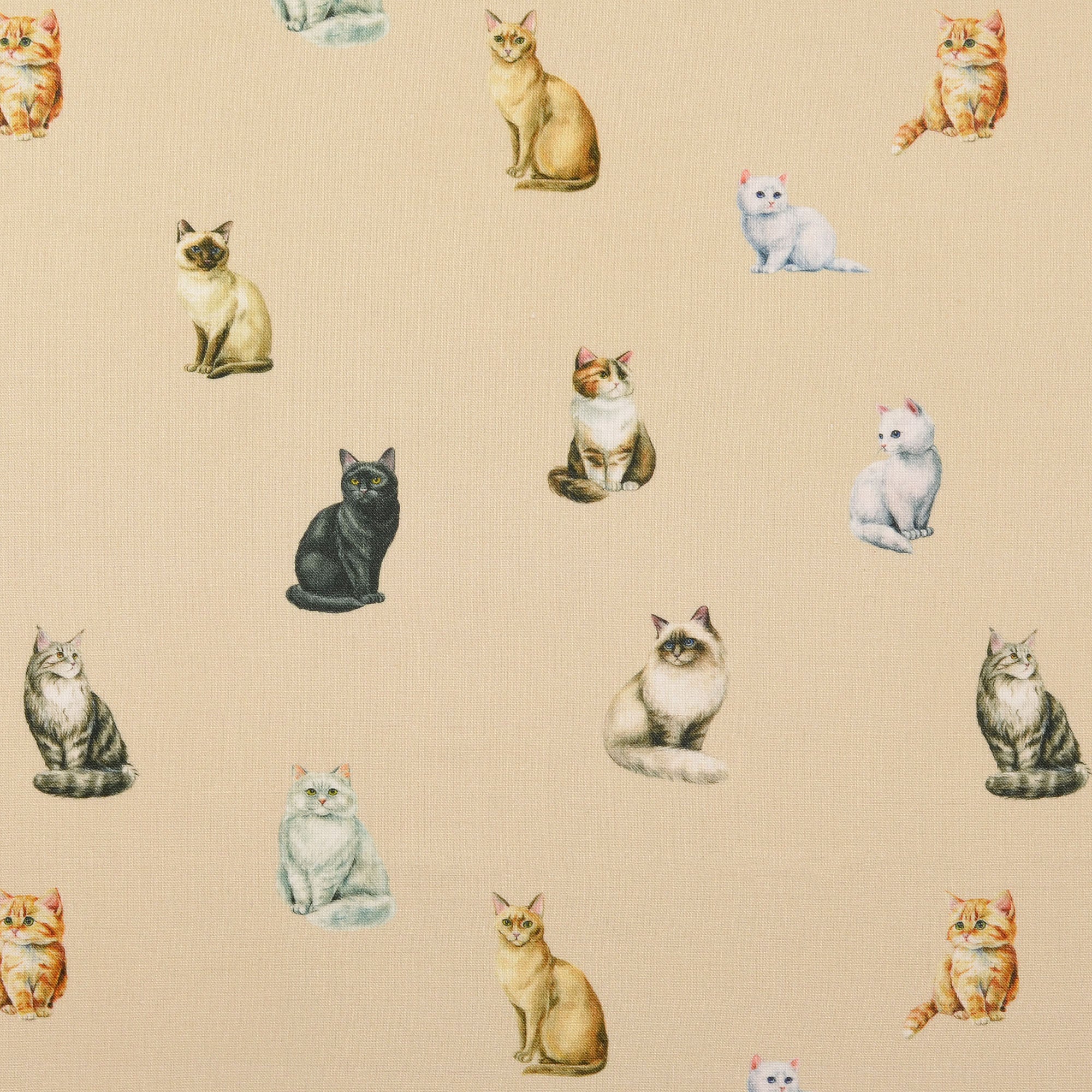 Poplin Katter