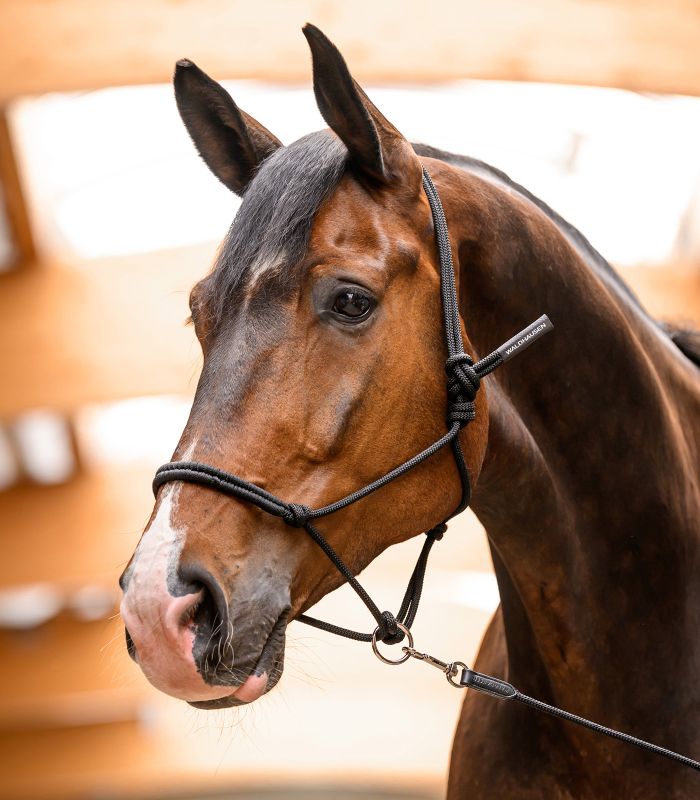 Rope halter Waldhausen with movable ring 