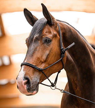 Rope halter Waldhausen with movable ring 