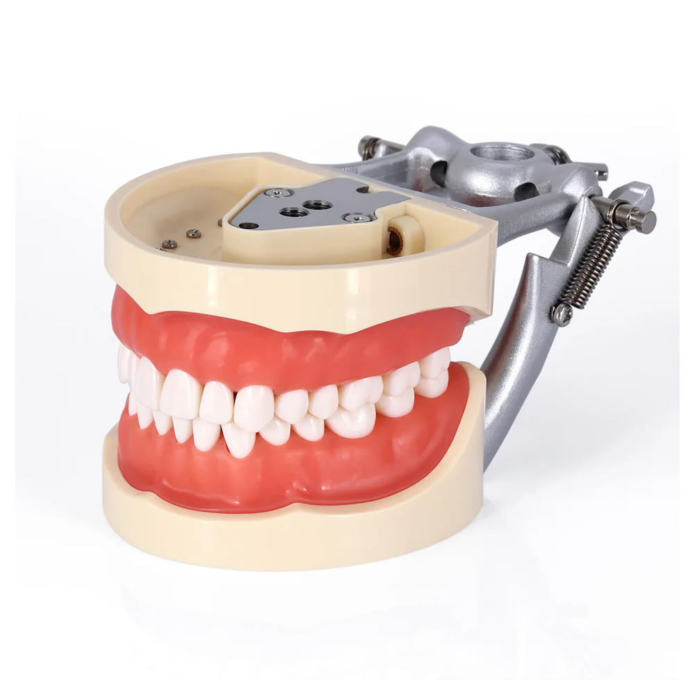 Dental Model A0007 Standard 28 Teeth