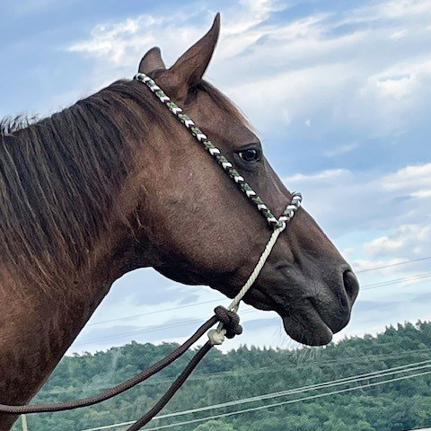 All That Looping Hackamore - 2