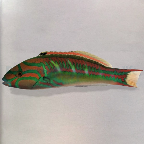 Thalassoma Quinquevittatum (reef safe)