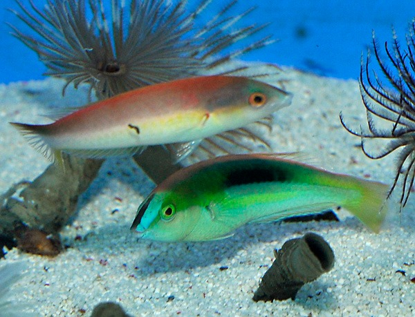 Pseudojuloides Kaleidos (reef safe)