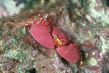 Petrolisthes sp. ( Red )