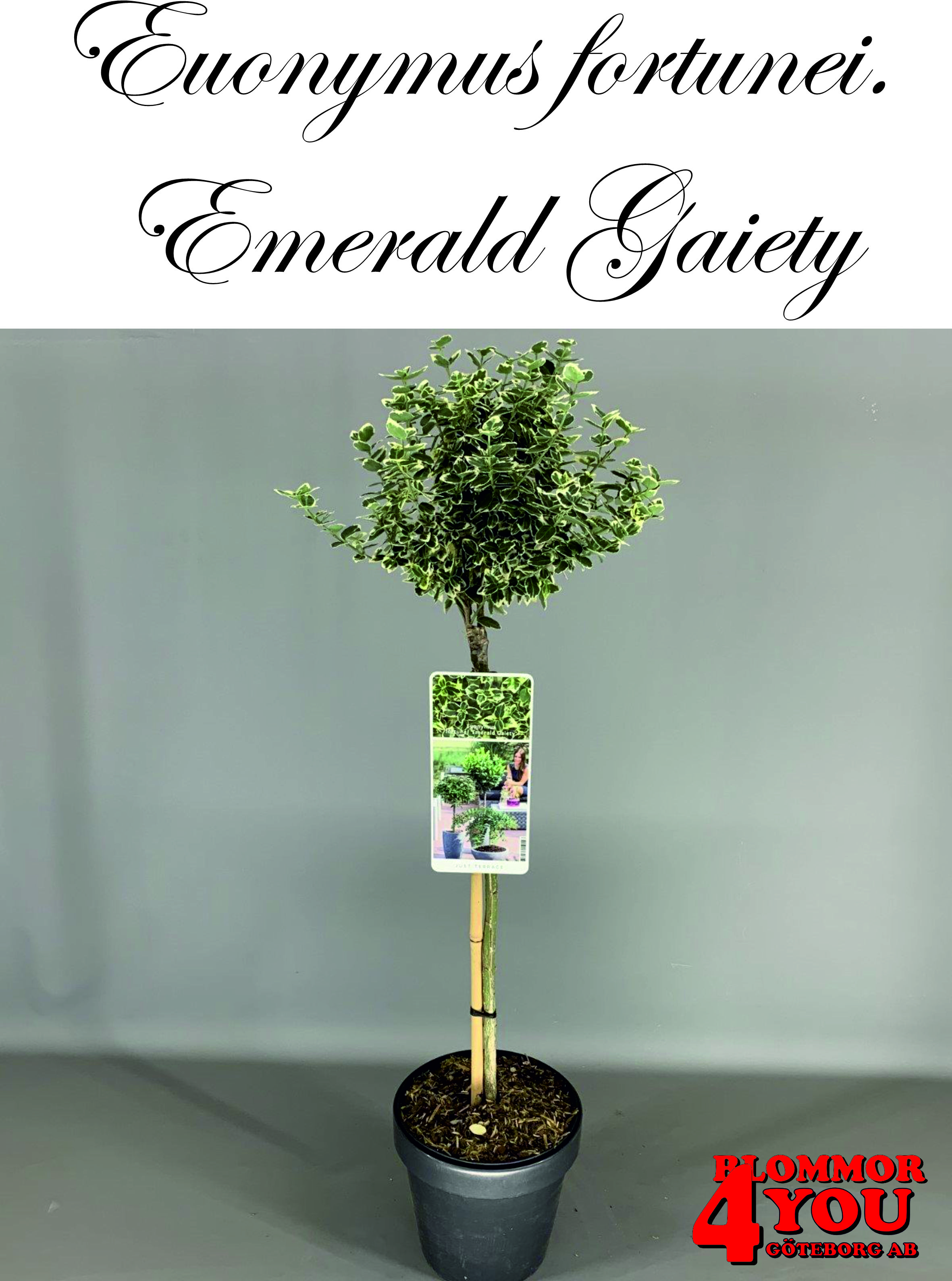 Euonymus for. var. rad. Emerald Gaiety Sh 80-90 Co