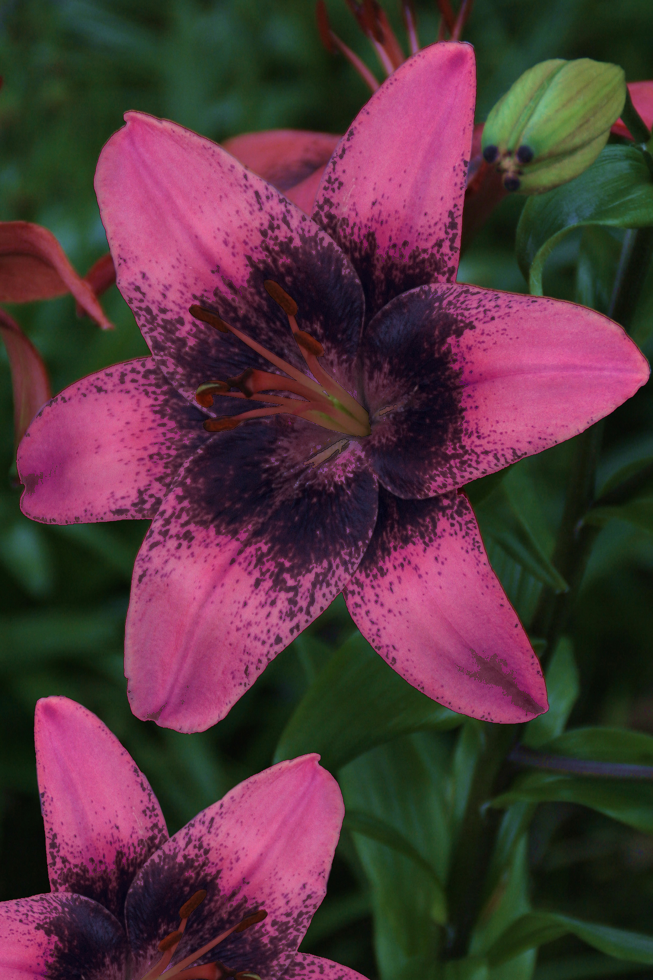 Lilja Purple Dream 3-pack