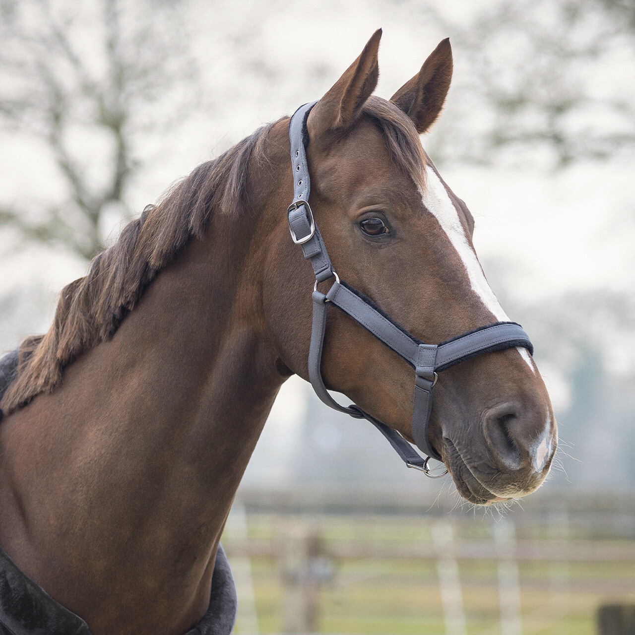 Head collar set Sensisoft QHP