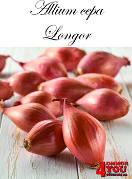 Allium cepa LONGOR  (Rosa Schalottenlök)