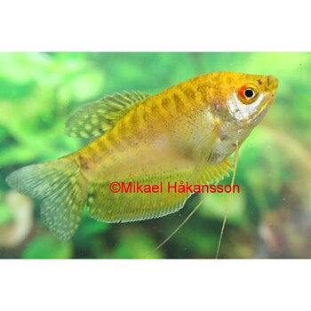 Guldgurami (Trichopodus trichopterus)