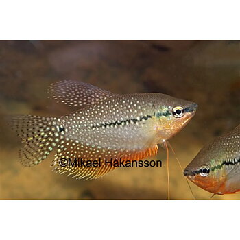 Mosaikgurami (Trichopodus leeri)