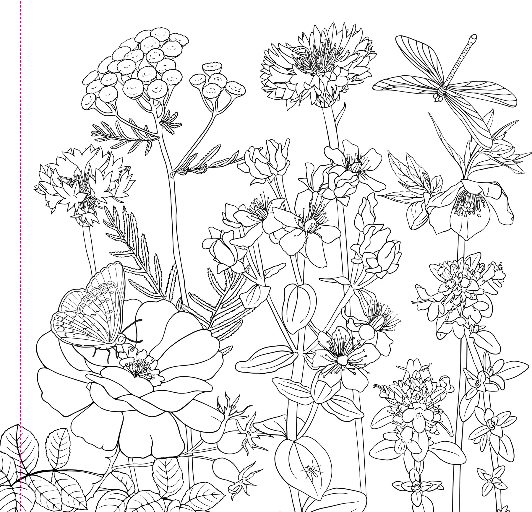 Wildflowers Adult Coloring Book - 2