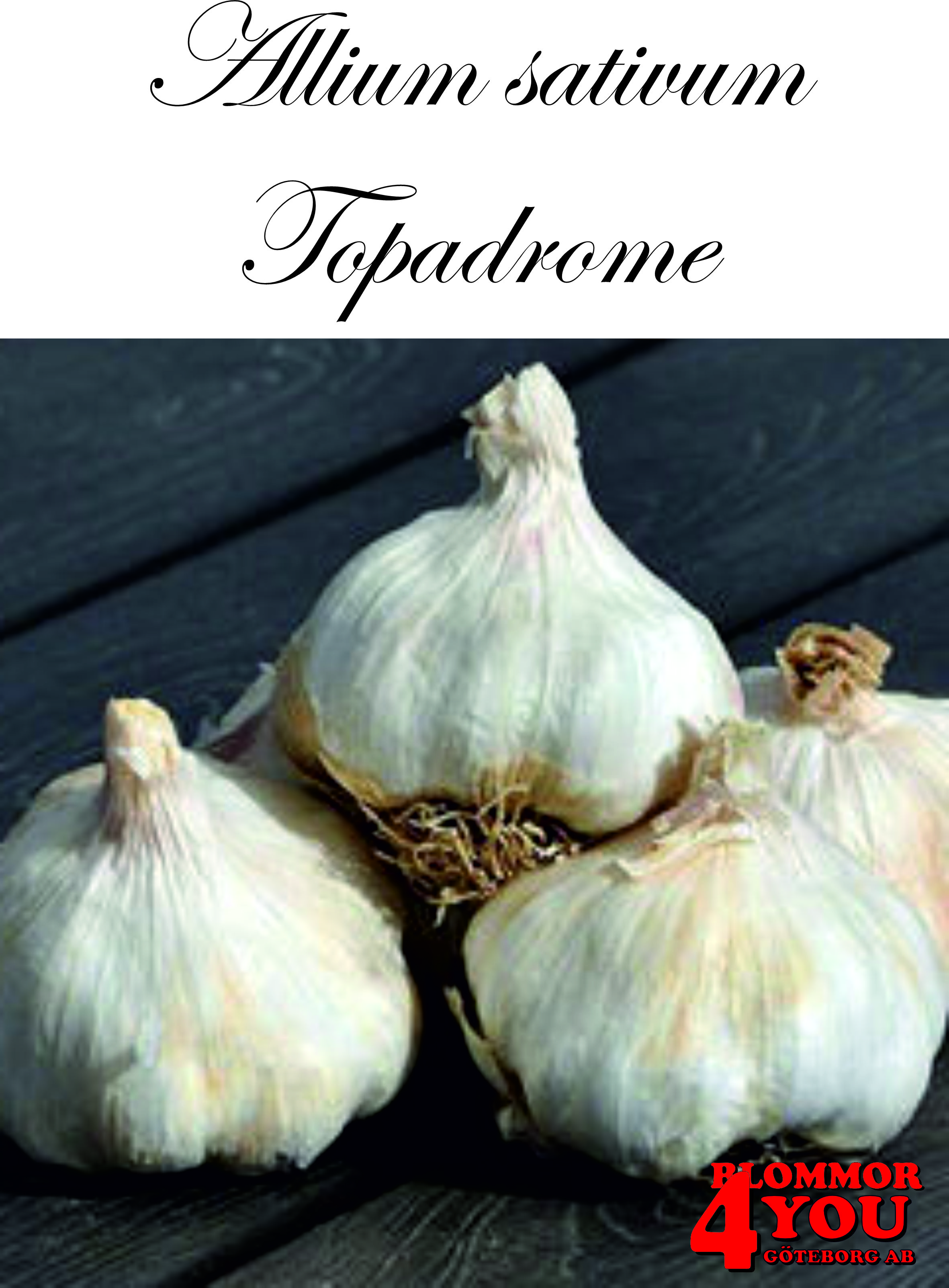 Vitlök   Allium sativum  TOPADROME  40/+
