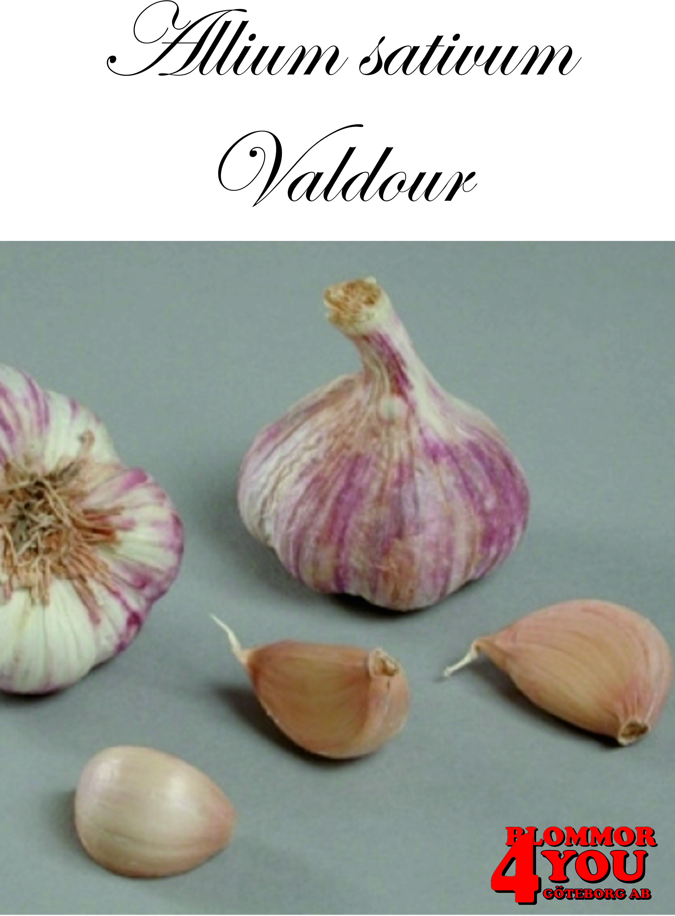 Vitlök   Allium sativum   VALDOUR  55/+