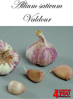 Vitlök   Allium sativum   VALDOUR  55/+