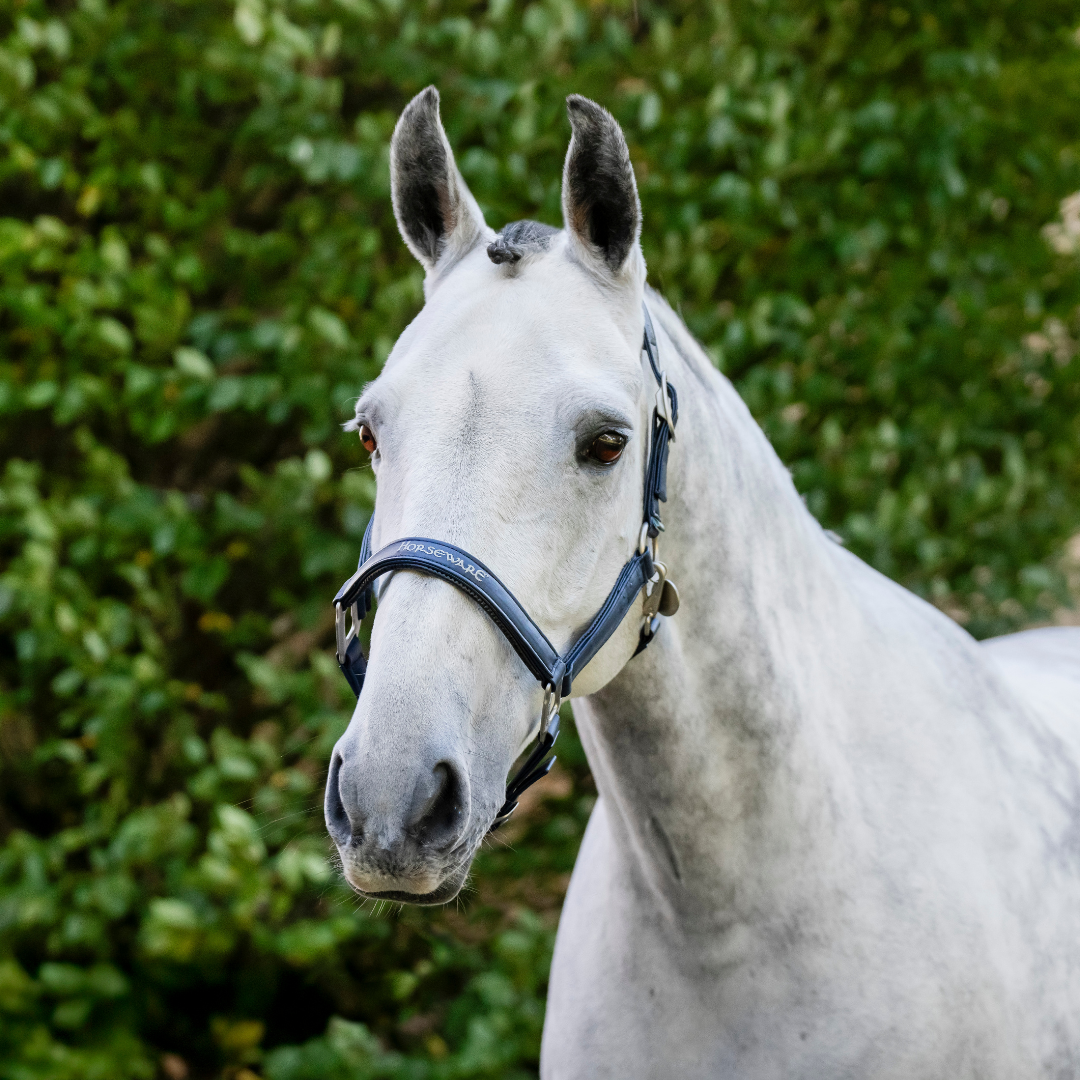 HORSEWARE GROOMING HEADCOLLAR - 5
