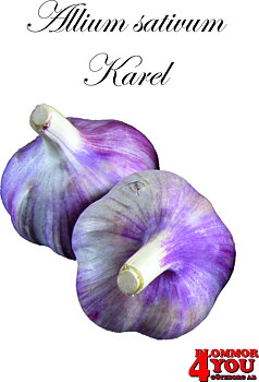 Vitlök   Allium sativum   KAREL   35/+
