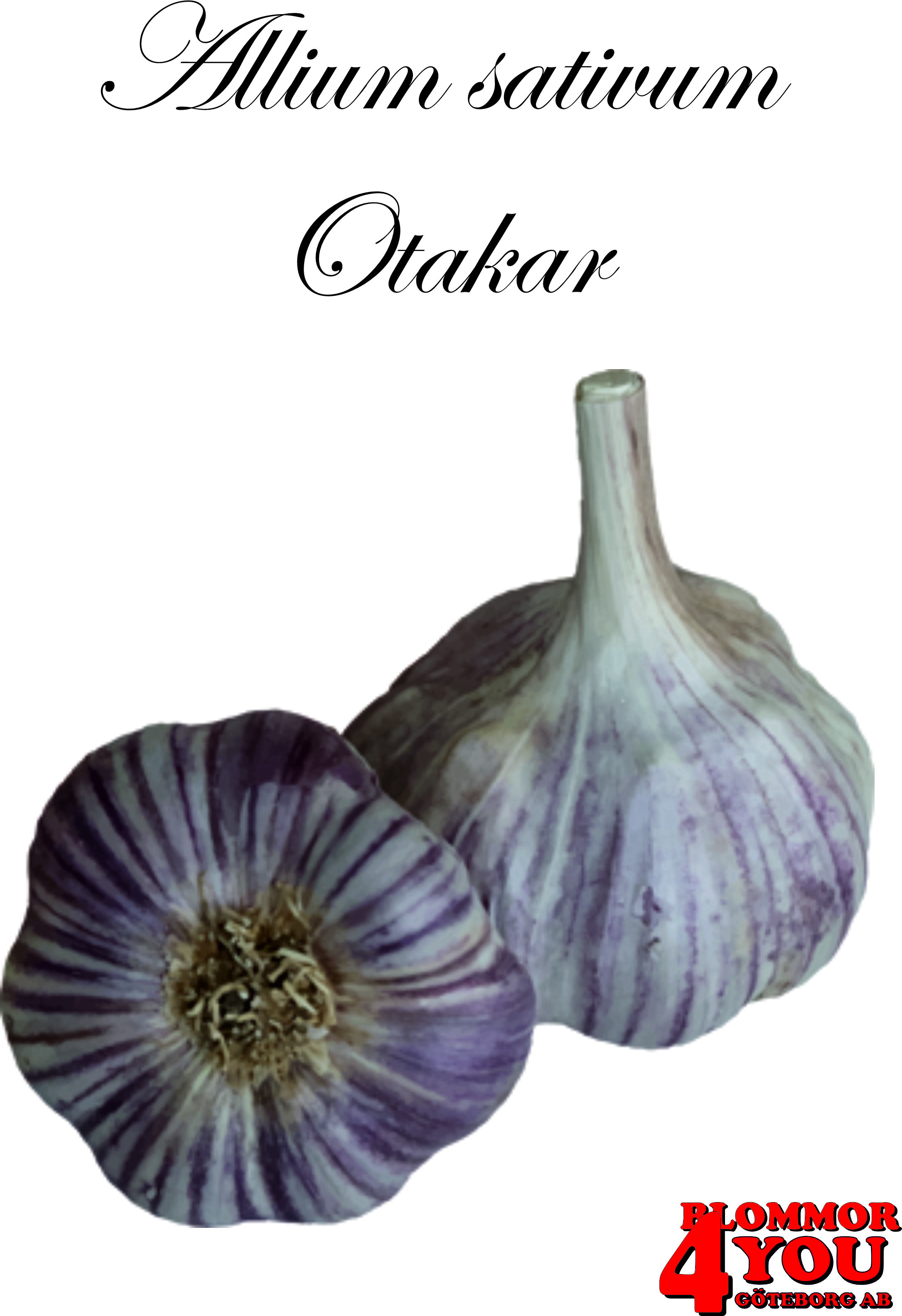 Vitlök   Allium sativum   OTAKAR   35/+