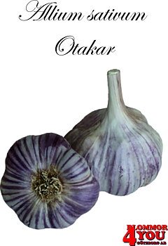 Vitlök   Allium sativum   OTAKAR   40/+