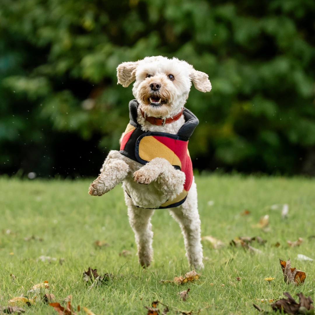 HORSEWARE NEWMARKET DOG FLEECE - 17