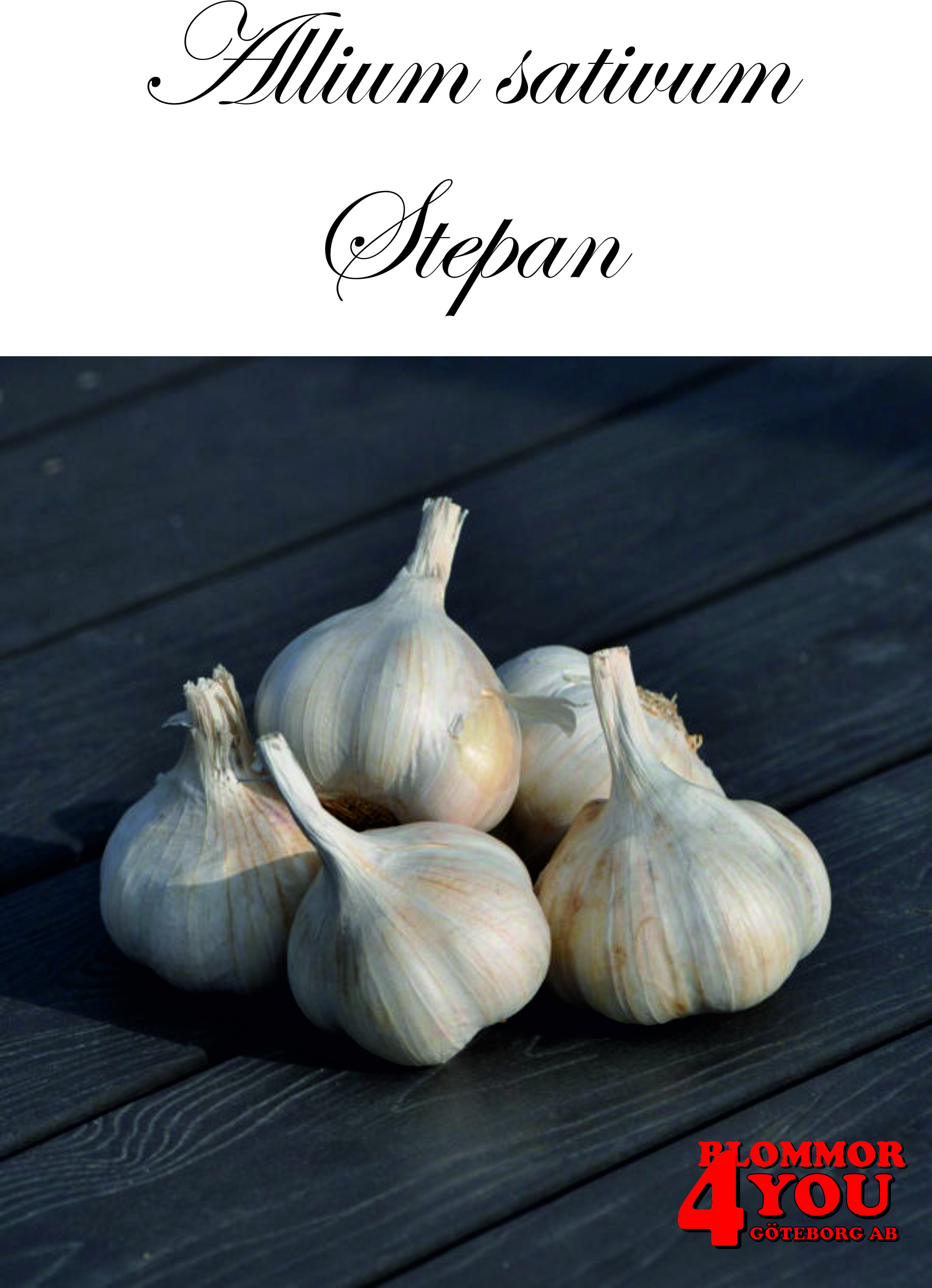 Vitlök   Allium sativum   STEPAN   40/+