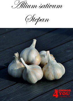 Vitlök   Allium sativum   STEPAN   40/+