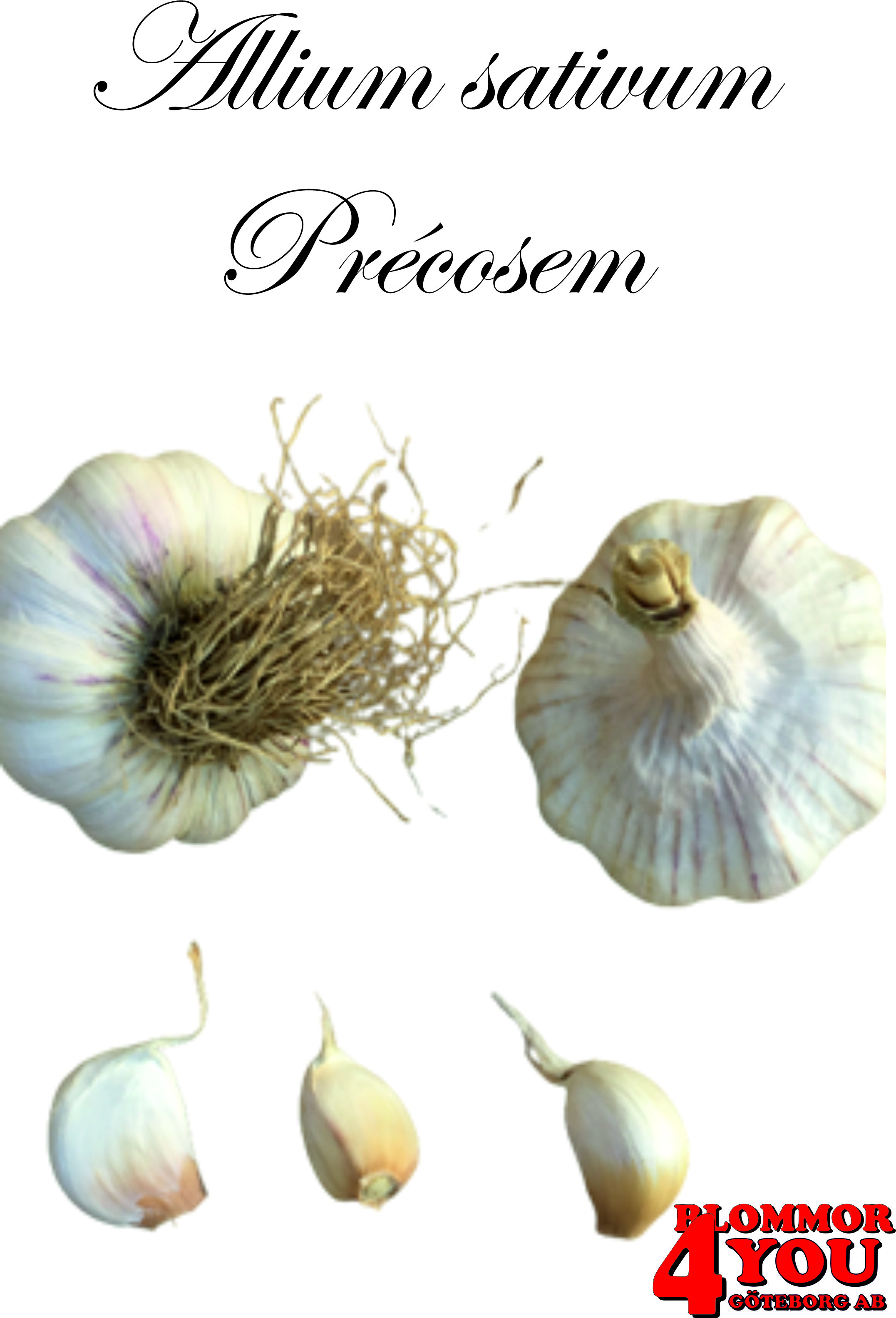 Vitlök   Allium sativum  PRÉCOSEM  60/+