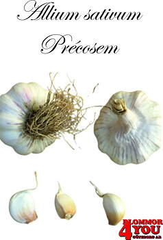 Vitlök   Allium sativum  PRÉCOSEM  60/+