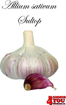 Vitlök   Allium sativum  SULTOP   40/+