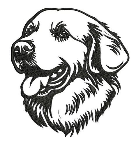 Golden retriever - Brodyr 134