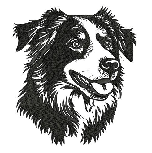 Aussie, Australin Shepherd- Brodyr 136