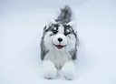 Robottikoira ikäihmisille – digitaalinen terapiakoira Husky