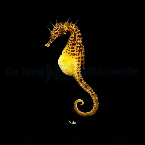Hippocampus Abdominalis odlad