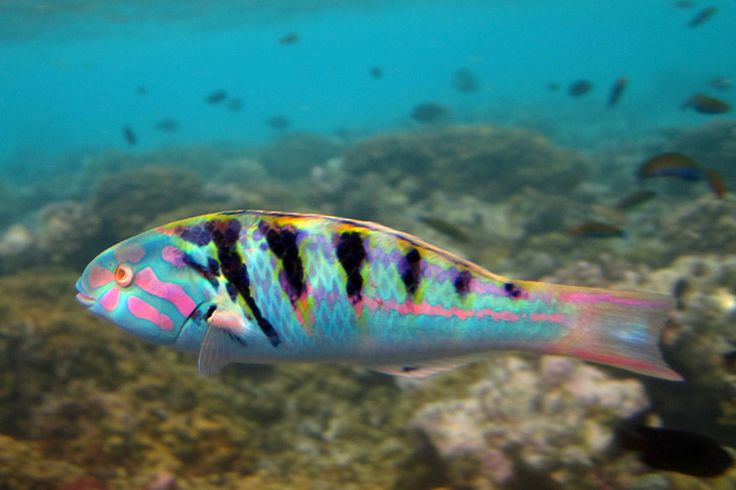 Thalassoma hardwicke (reef safe)