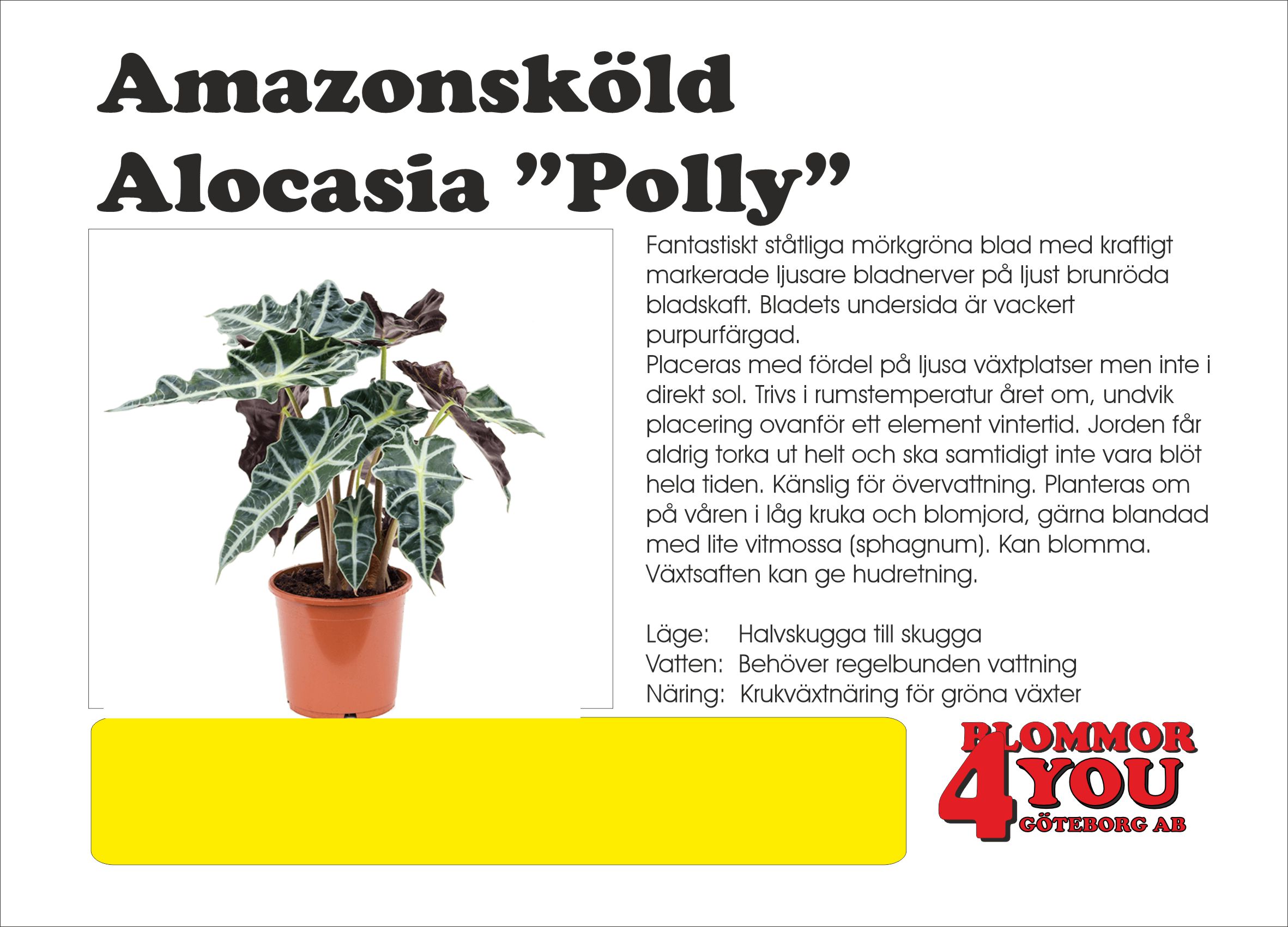 Alocasia Polly