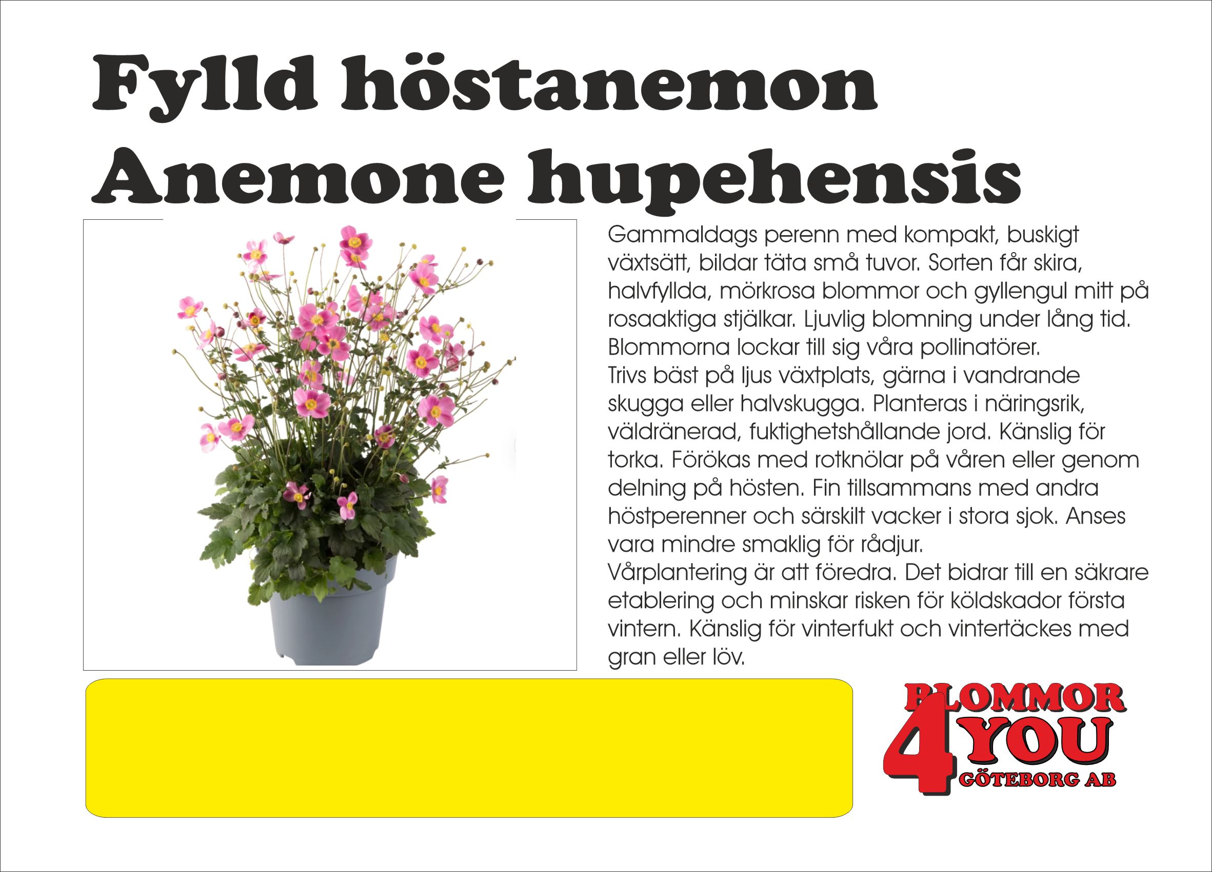 Anemone hupehensis