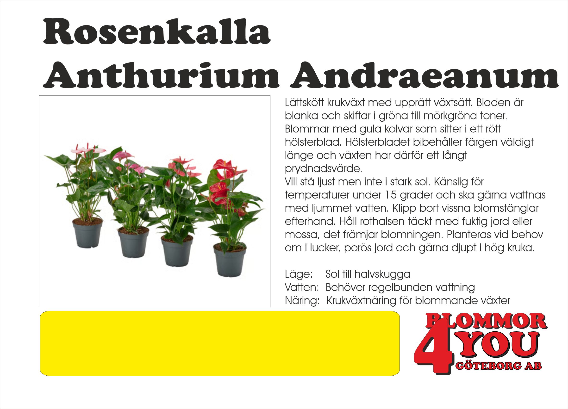 Anthurium andr. Rosenkalla