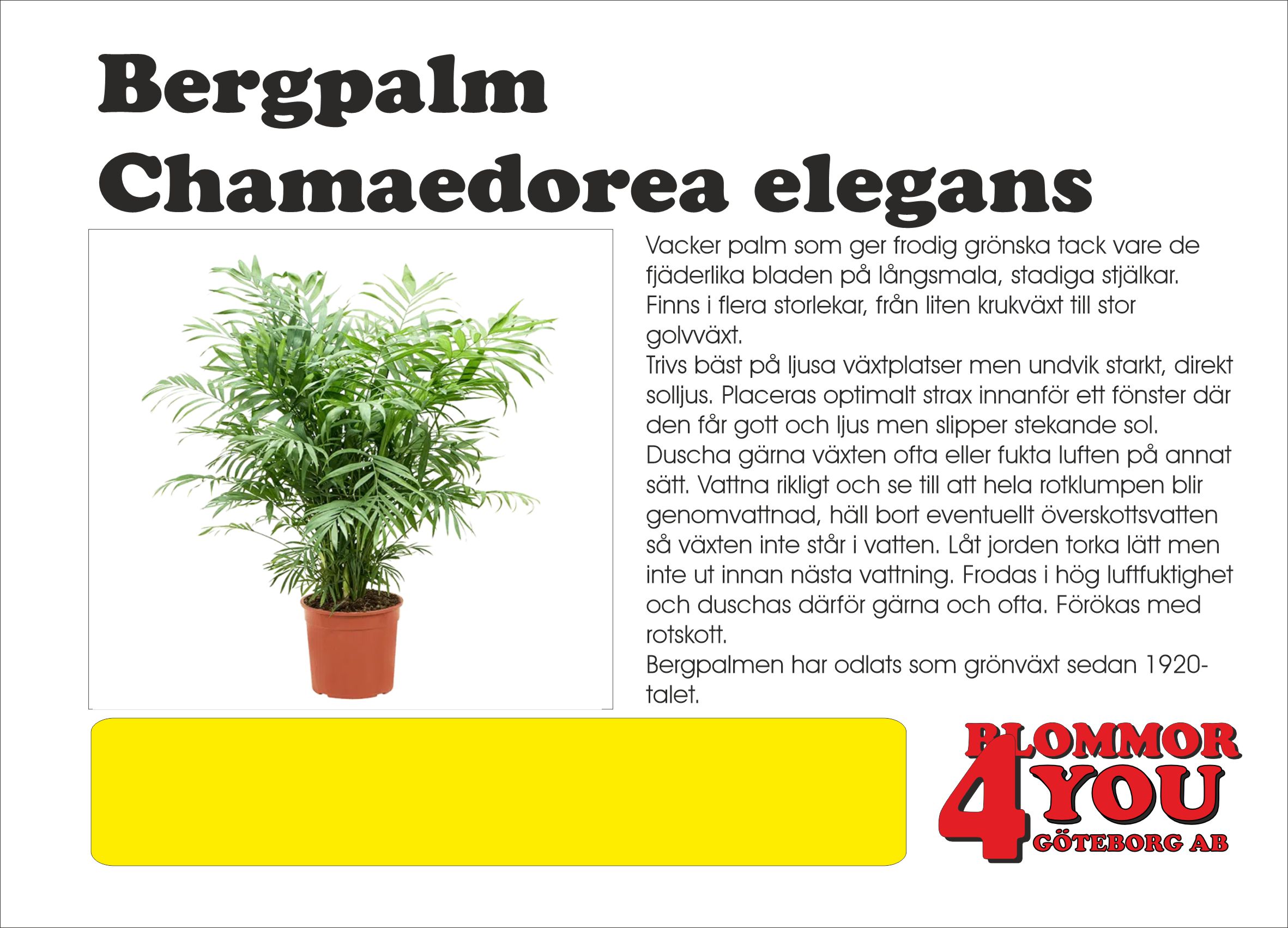 Chamaedorea elegans