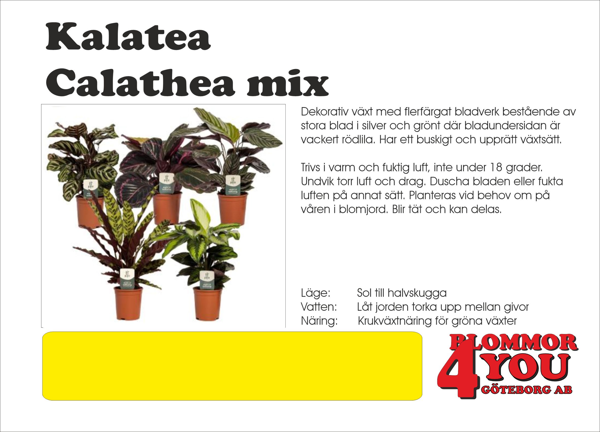 Calathea mix