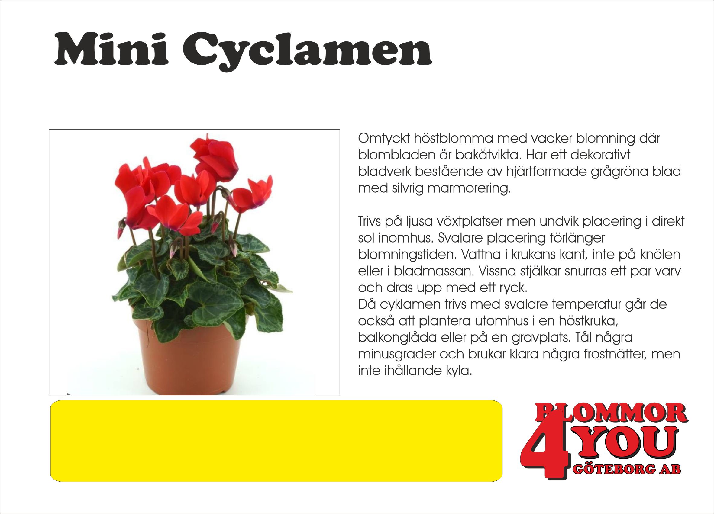 Mini Cyclamen