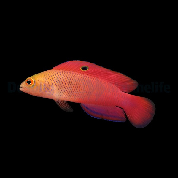 Cypho Purpurascens
