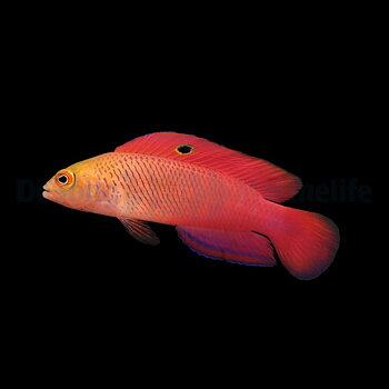 Cypho Purpurascens