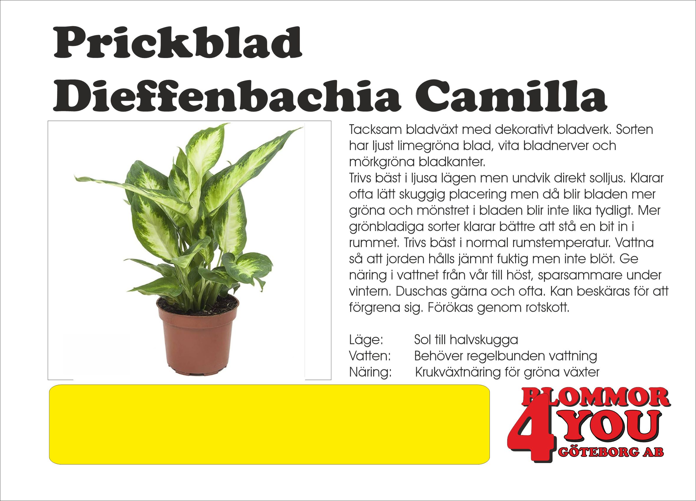 Prickblad  Dieffenbachia Camilla