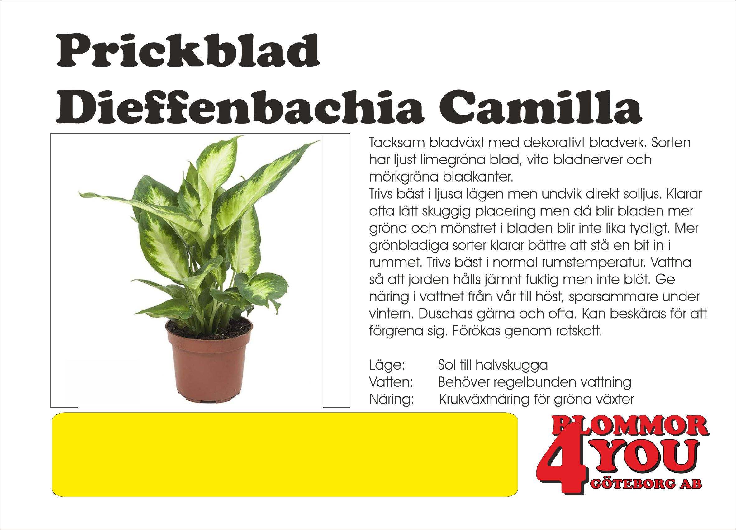 Prickblad  Dieffenbachia Camilla