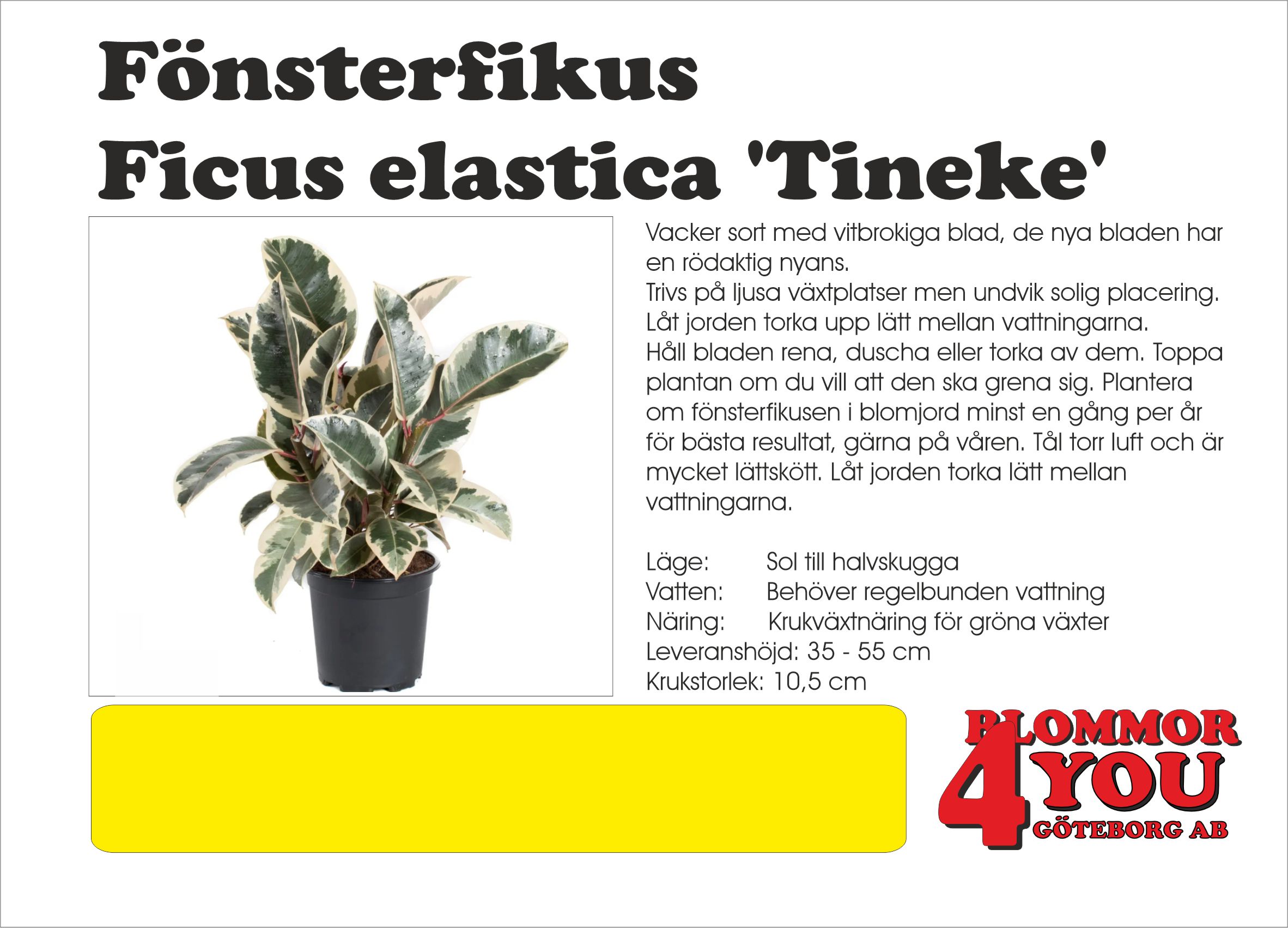 Fönsterfikus Ficus elastica Tineke