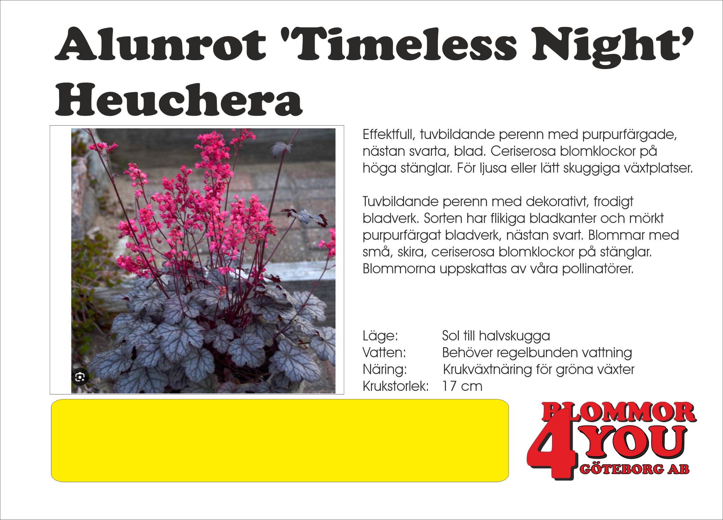 Heuchera Timeless Night
