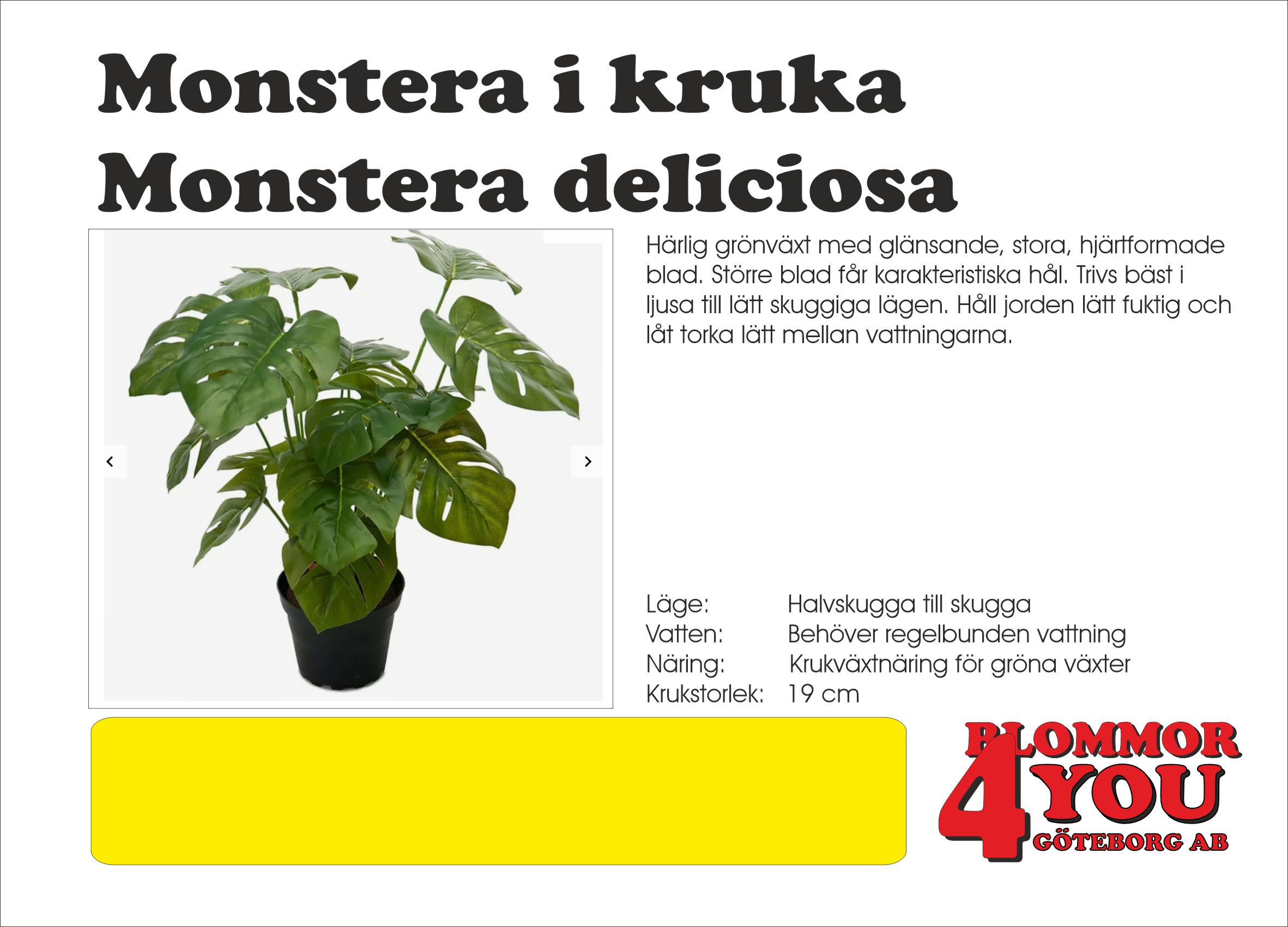 Monstera i kruka Monstera deliciosa