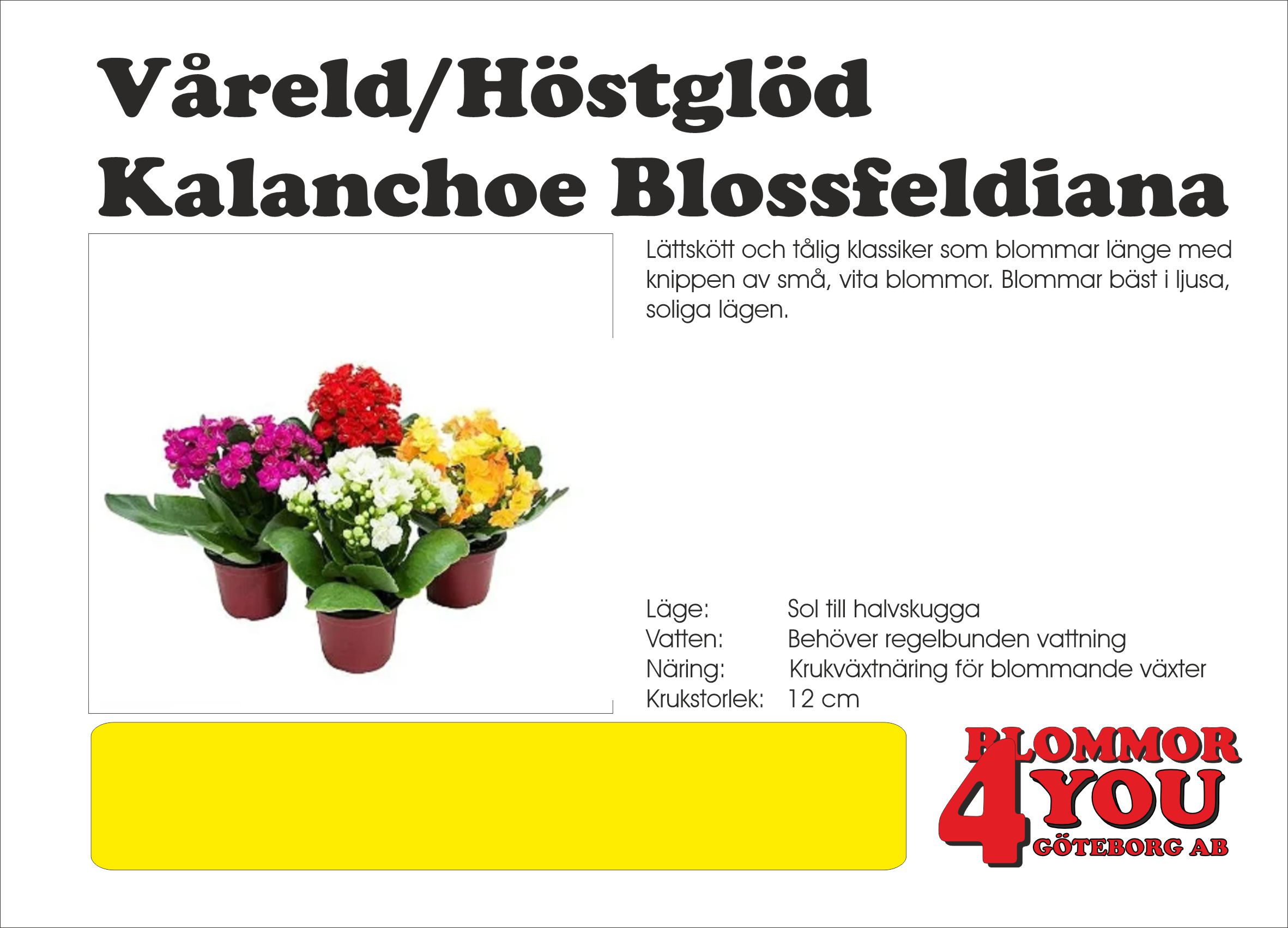 Våreld/Höstglöd Kalanchoe Blossfeldiana