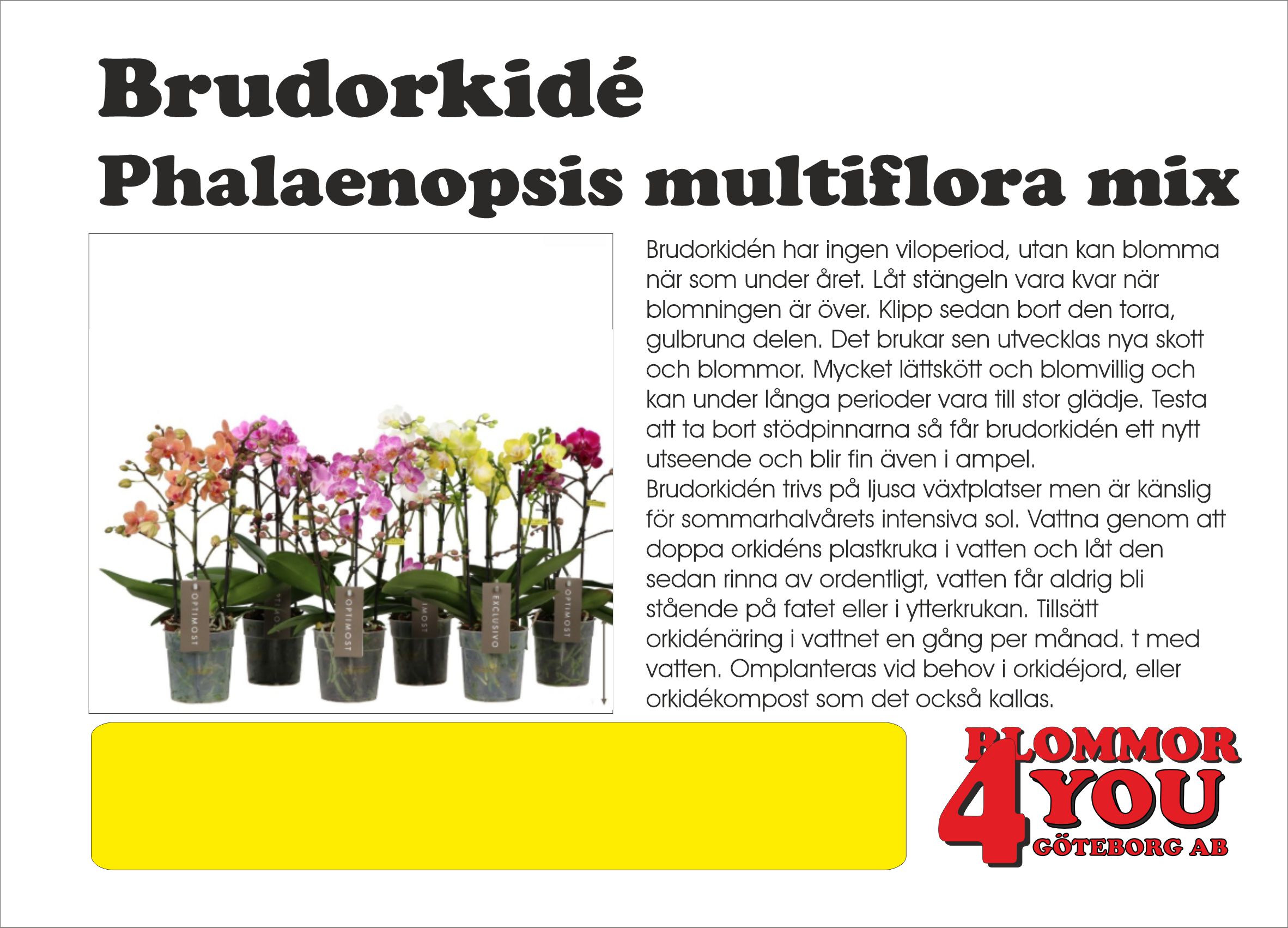 Brudorkidé Phalaenopsis multiflora mix
